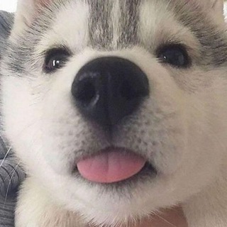 每日無數汪